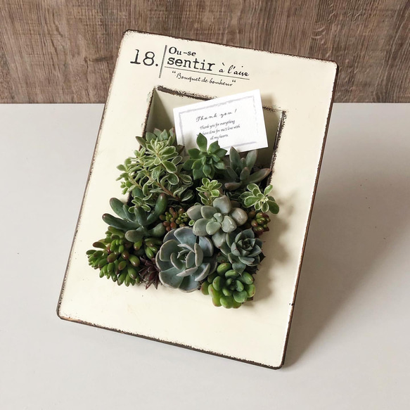 カードフレーム型ブリキ乗せる多肉植物寄せ植え 多肉植物 Green＋Lab