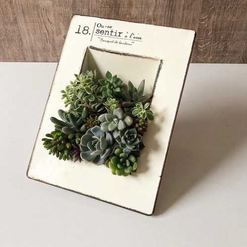 カードフレーム型ブリキ乗せる多肉植物寄せ植え 多肉植物 Green＋Lab