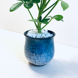 ハイドロカルチャー　カポック　小石原焼　飛びかんな　陶器　観葉植物　ピンク　ブルー 6枚目の画像