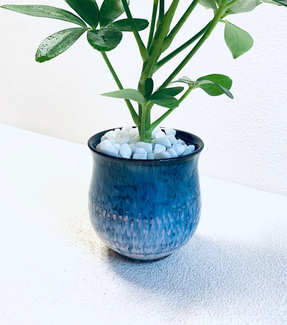 ハイドロカルチャー　カポック　小石原焼　飛びかんな　陶器　観葉植物　ピンク　ブルー 6枚目の画像