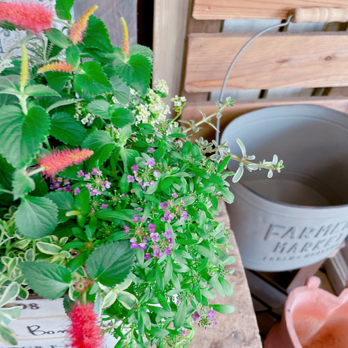 現品のみ♡ピックつき【キャットテール寄せ植え】長く楽しめる