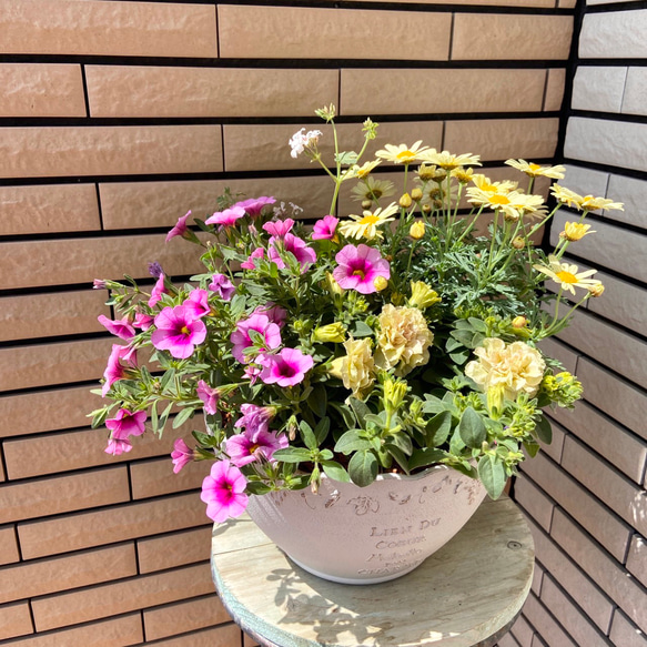 ボリュームのある八重咲きペチュニアの寄せ植え♪ アート