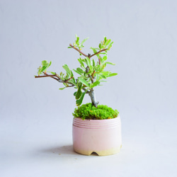 ❁︎沢山蕾あります❁︎壱香(いつか)さん   ピラカンサス　ミニ盆栽　自作鉢 2枚目の画像