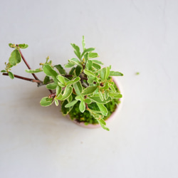❁︎沢山蕾あります❁︎壱香(いつか)さん   ピラカンサス　ミニ盆栽　自作鉢 3枚目の画像