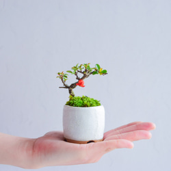 未紗(みすず)さん 長寿梅(赤) ミニ盆栽 自作鉢 盆栽 樹と花と 通販