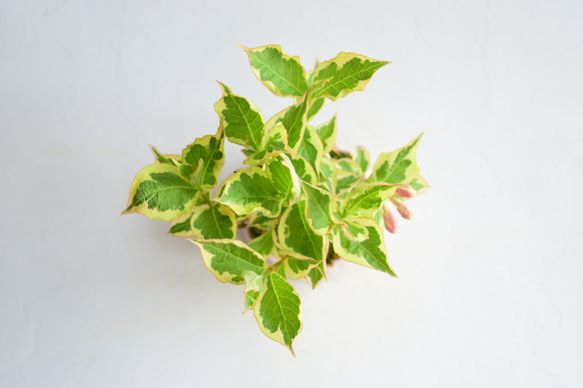 織葉(おるは)さん 斑入り桃花ウツギ ミニ盆栽　自作鉢 4枚目の画像