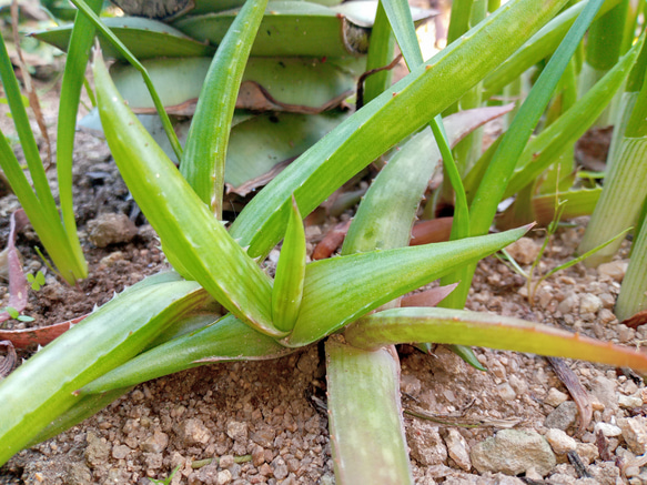 アガベ グリーングロー大株 抜き苗発送 検索用）ドライガーデン 地植え
