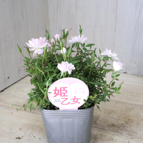 小さな恋バラ♡姫乙女♡ミニバラ♡ポットごと♡ アートフラワー nico