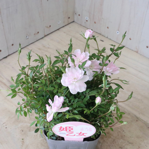 布花作品♡チャーミングな薔薇たち 布花作品♡チャーミングな薔薇たち