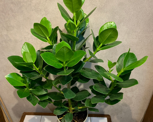 クルシア・ロゼア・プリンセス❤️希少 6号鉢 多肉植物 Garden_couleur