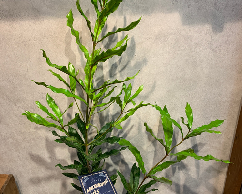 希少苗木❗️マカダミアナッツ❤️6号鉢 多肉植物 Garden_couleur 通販