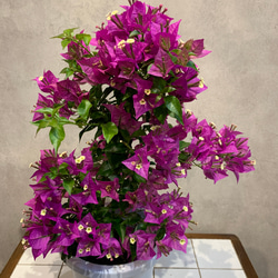 残りわずか❗️綺麗なお色です❤️ブーゲンビリア ムラサキ 6号鉢 多肉