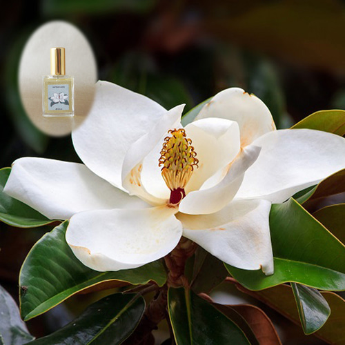 リアル泰山木（マグノリア）ノ香 15ml 生花の香りの再現 生花のミスト