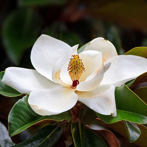 リアル泰山木（マグノリア）ノ香 15ml 生花の香りの再現 生花のミスト