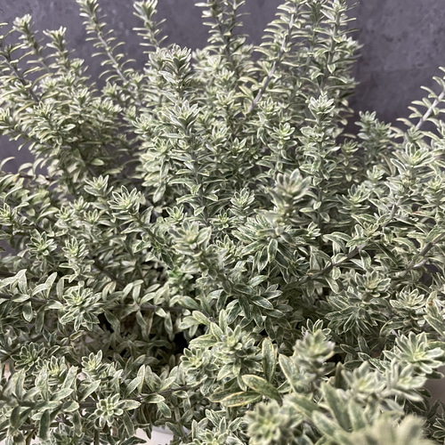 ウエストリンギア スモーキーホワイトⅡ 大株 オージープランツ