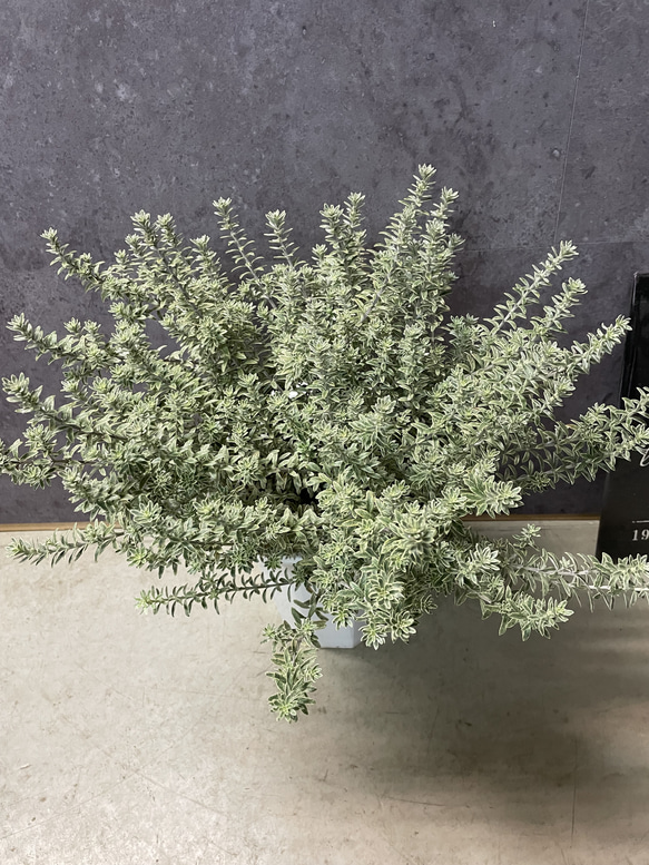 ウエストリンギア　スモーキーホワイトⅡ 大株　オージープランツ ウエストリンギア スモーキーホワイトⅡ 大株 オージープランツ