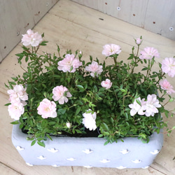 布花作品♡チャーミングな薔薇たち 小さな恋バラ♡姫乙女♡ミニバラ♡2ポット♡陶器鉢つき