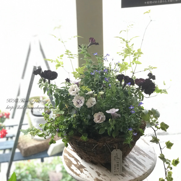 ４月25日締切母の日早割!!母の日の季節の花の寄せ植え（お任せ）お得な早め受け取り!！ 9枚目の画像