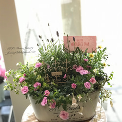 ４月25日締切母の日早割!!母の日の季節の花の寄せ植え（お任せ）お得な早め受け取り!！ 1枚目の画像