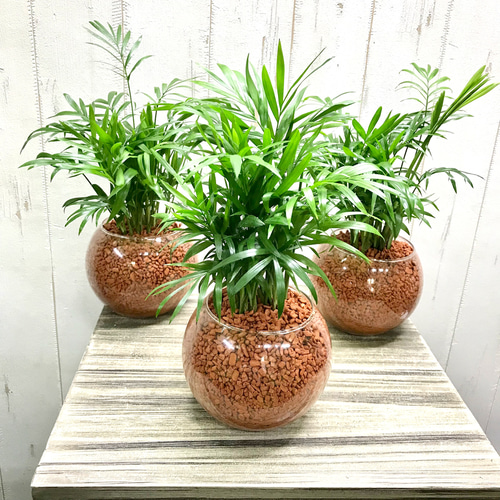 テーブルヤシ ハイドロカルチャー ラウンドガラス その他インテリア