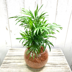 テーブルヤシ ハイドロカルチャー ラウンドガラス その他インテリア