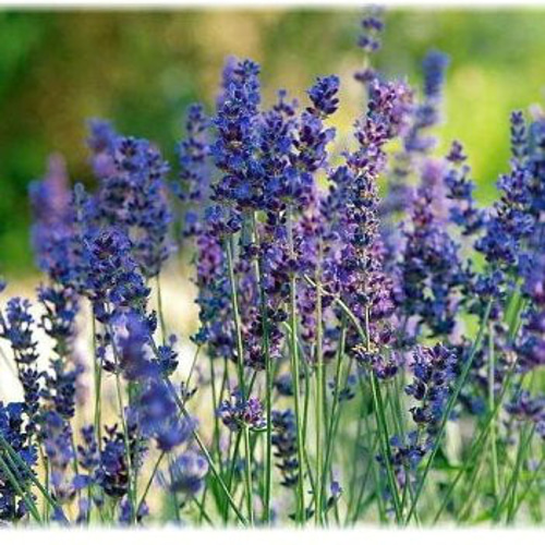 ブルー系セット♡かすみ草白、ラベンダー、ネモフィラ、わすれな