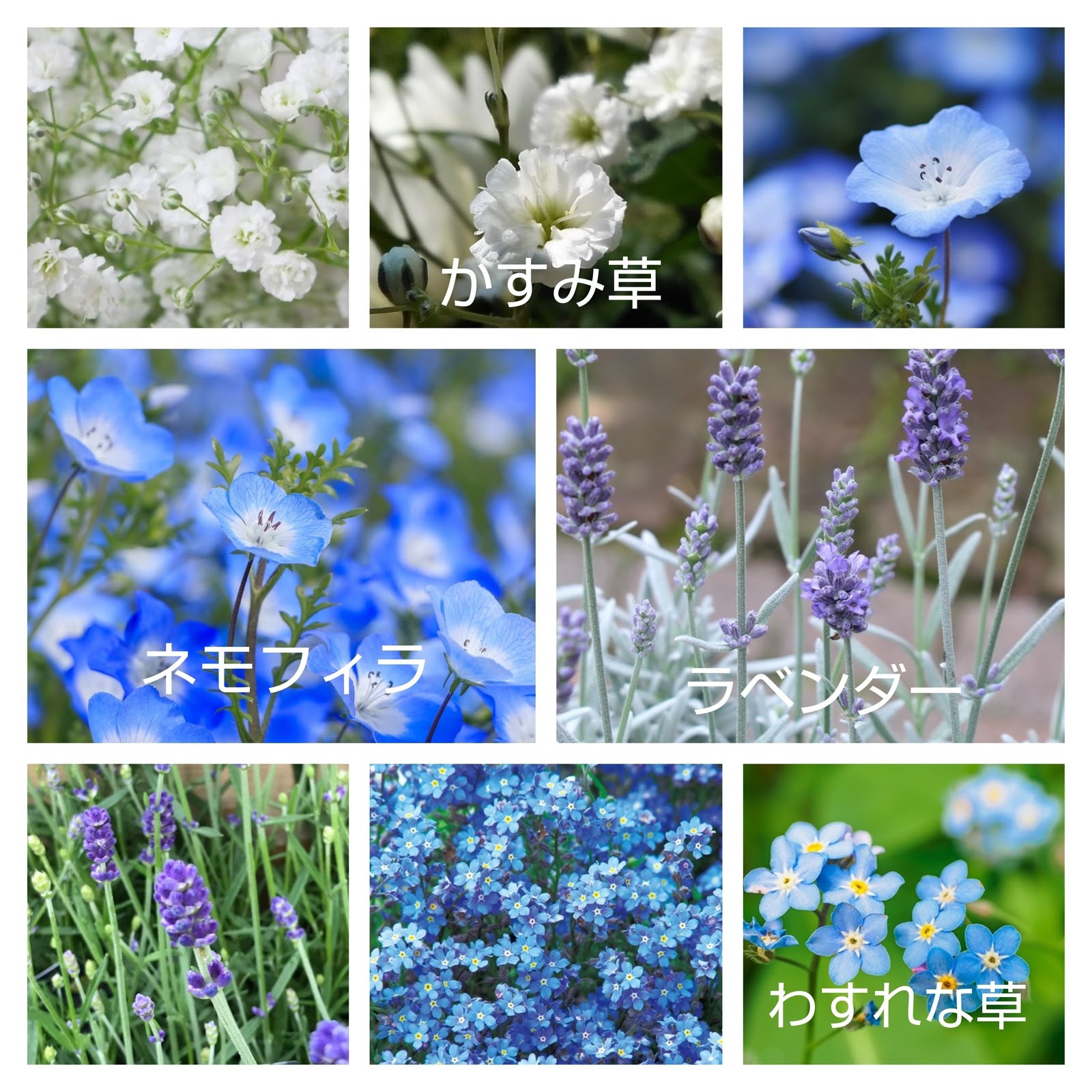ブルー系セット♡かすみ草白、ラベンダー、ネモフィラ、わすれな