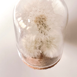 【予約販売】ふわふわ たんぽぽの綿毛 ガラスドーム フラワーボトル ＊ インテリアフラワー 5枚目の画像