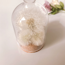 【予約販売】ふわふわ たんぽぽの綿毛 ガラスドーム フラワーボトル ＊ インテリアフラワー 4枚目の画像