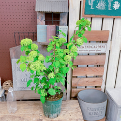 入荷しました！オオデマリ♡【毎年楽しめる素敵なお花ビバーナム】蕾たくさんグリーンのお花♡宿根草 5枚目の画像