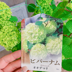 入荷しました！オオデマリ♡【毎年楽しめる素敵なお花ビバーナム】蕾たくさんグリーンのお花♡宿根草 3枚目の画像