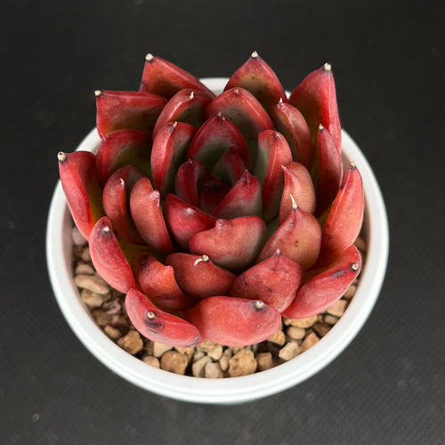 多肉植物 抜き苗 ラブファイヤー ノボローサブラボー ファイヤーフライ