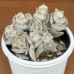 おまとめ中！多肉植物^o^  プルビナータ フロスティ プルビナータ フロスティ 綴化 多肉植物 多肉植物 kanomarihome