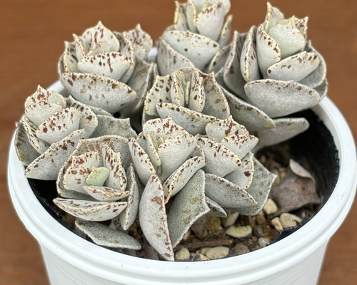 544577df82f8e5d2a1588ec22bcb50