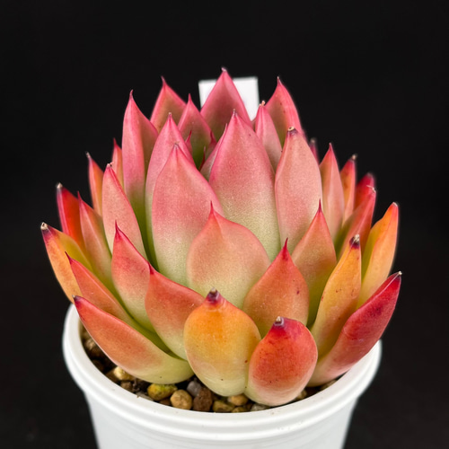 相府蓮×ラウイ ゆつきさん苗 多肉植物 多肉植物 kanomarihome 通販