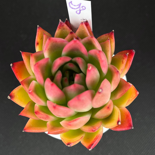 相府蓮×ラウイ ゆつきさん苗 多肉植物 多肉植物 kanomarihome 通販