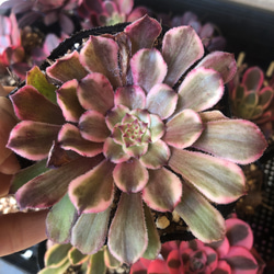 86#多肉植物アエオニウム❤️ レッドグラスローズ ❤️1大頭25cm拨き苗 86#多肉植物アエオニウム❤️ レッドグラスローズ ❤️1大頭25cm