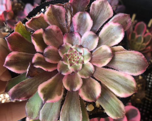 多肉 アエオニウム 水墨画 カット苗 多肉植物 Rasoirana 通販 15766616