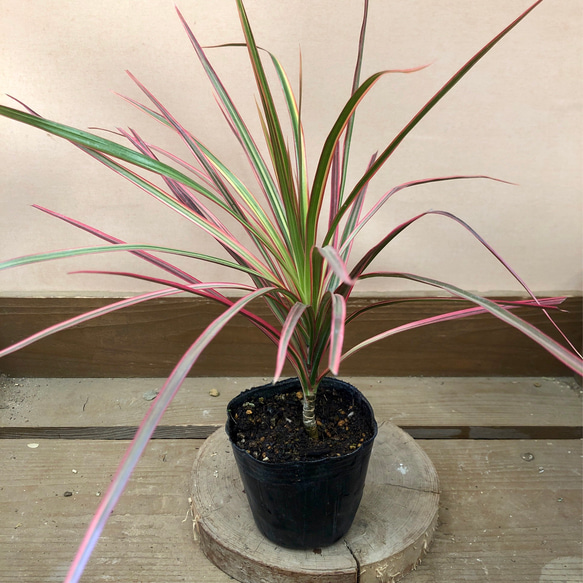 ドラセナ コンシンネ レインボー アートフラワー plant life 通販