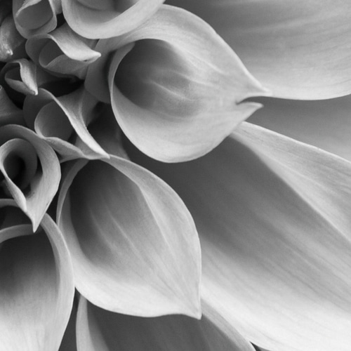 アートポスター モノクロ ダリア ボタニカル 花写真 白黒 北欧