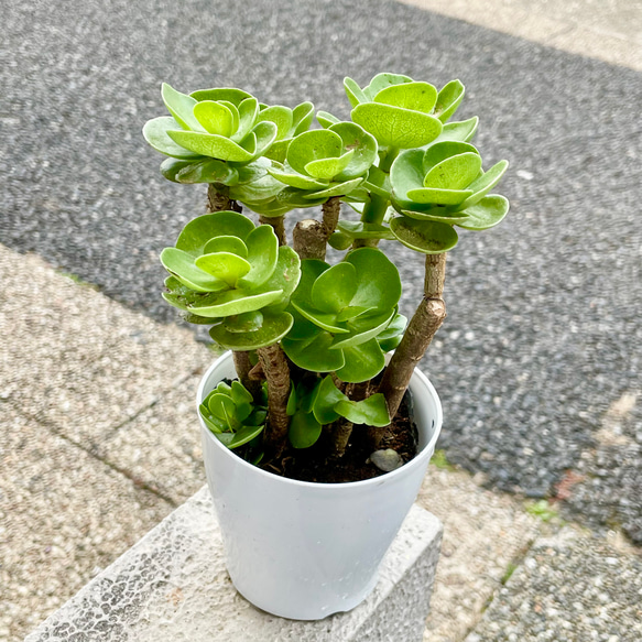 再入荷！  枝振り良好  ハワイ原産　モロコエンシス　3.5号鉢 1枚目の画像
