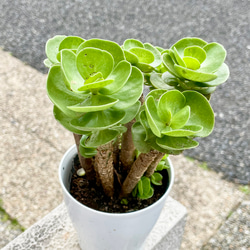 再入荷！  枝振り良好  ハワイ原産　モロコエンシス　3.5号鉢 2枚目の画像
