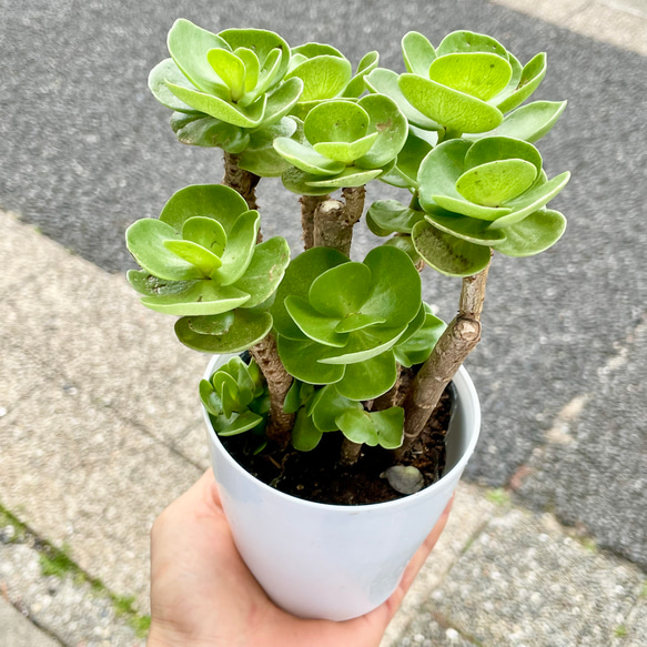 再入荷！  枝振り良好  ハワイ原産　モロコエンシス　3.5号鉢 4枚目の画像