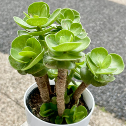 再入荷！  枝振り良好  ハワイ原産　モロコエンシス　3.5号鉢 3枚目の画像