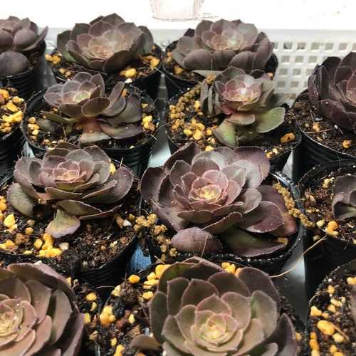 多肉 アエオニウム オランダローズ カット苗 多肉植物 Rasoirana 通販