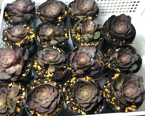 多肉 アエオニウム オランダローズ カット苗 多肉植物 Rasoirana