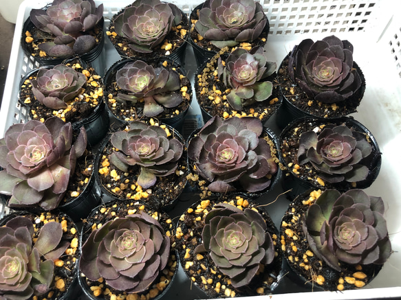 ランダム1鉢 カット】アエオ「グリーンローズ」 6㌢鉢 大小有り 傷有り