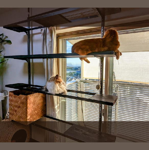 猫ちゃん日向ぼっこ　キャットタワー　家ネコちゃんお外観察でストレス解消　カーテン開閉可　全面棚で仕切って植物棚と兼用可能 8枚目の画像