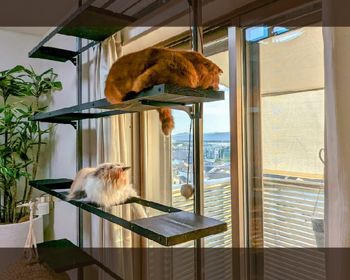 猫ちゃん日向ぼっこ キャットタワー 家ネコちゃんお外観察で