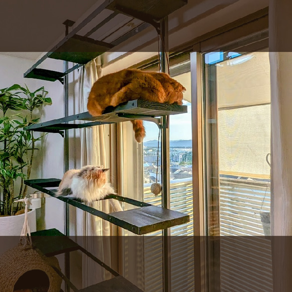 猫ちゃん日向ぼっこ キャットタワー 家ネコちゃんお外観察で
